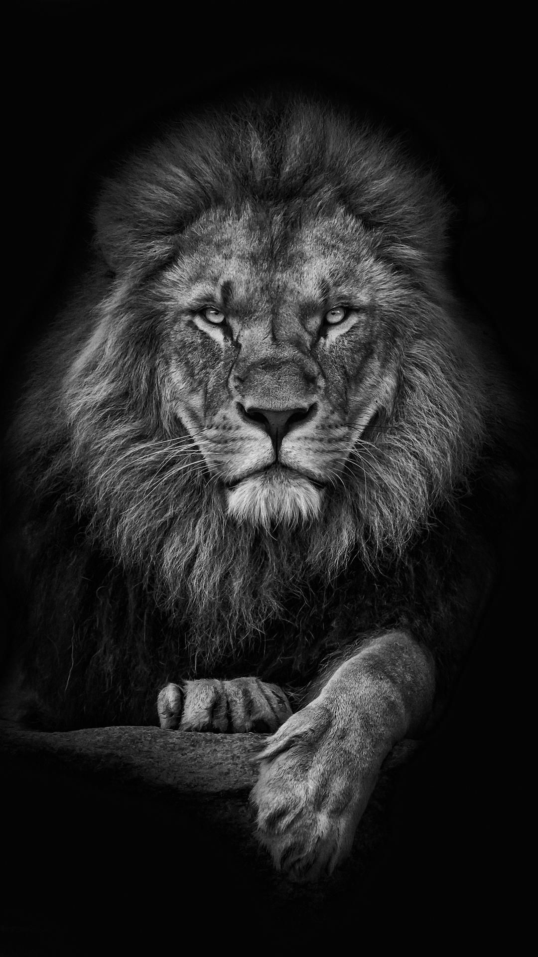 Lion_wildlife_animal_HD